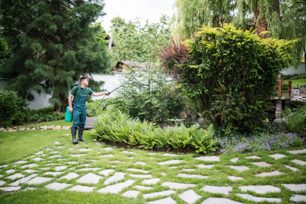 Best Lawn Renovation and Restoration  in West Buechel, KY