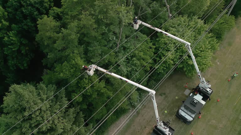 Best Commercial Tree Services  in West Buechel, KY