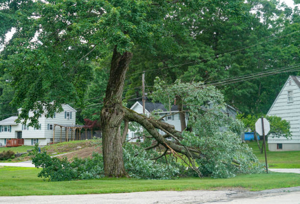 Reliable West Buechel, KY Tree Services Solutions