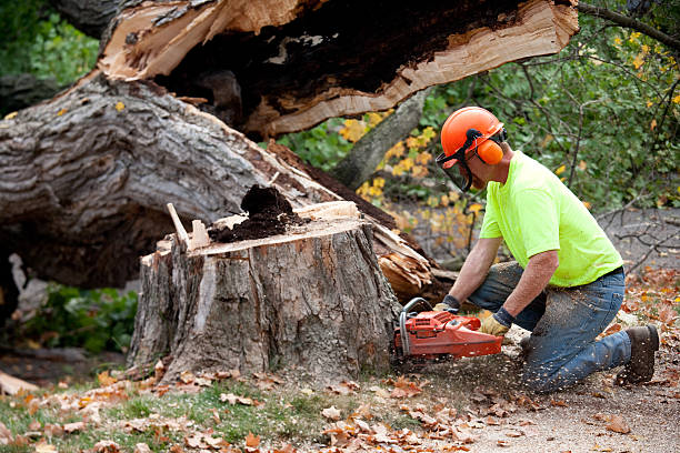 How Our Tree Care Process Works  in  West Buechel, KY